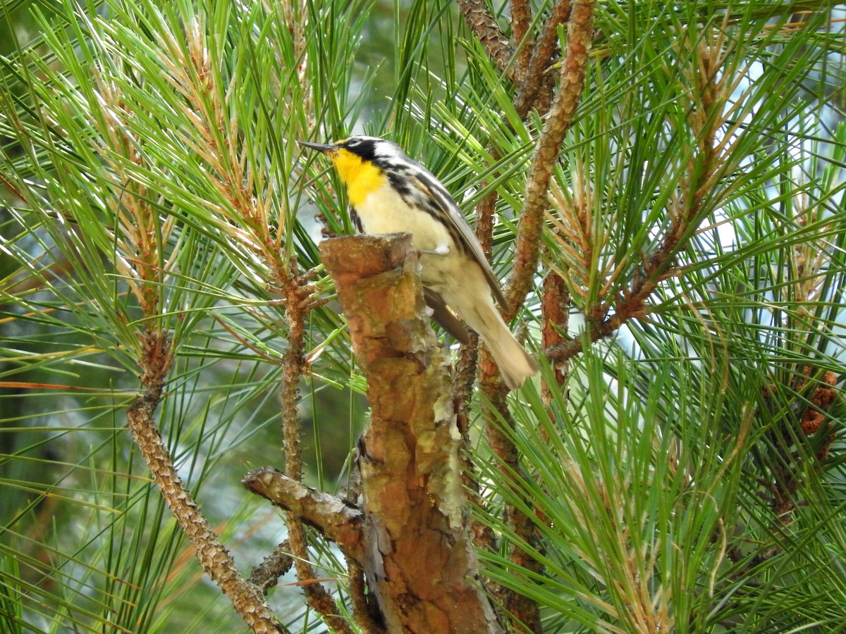 Yellow-throated Warbler - ML29194381