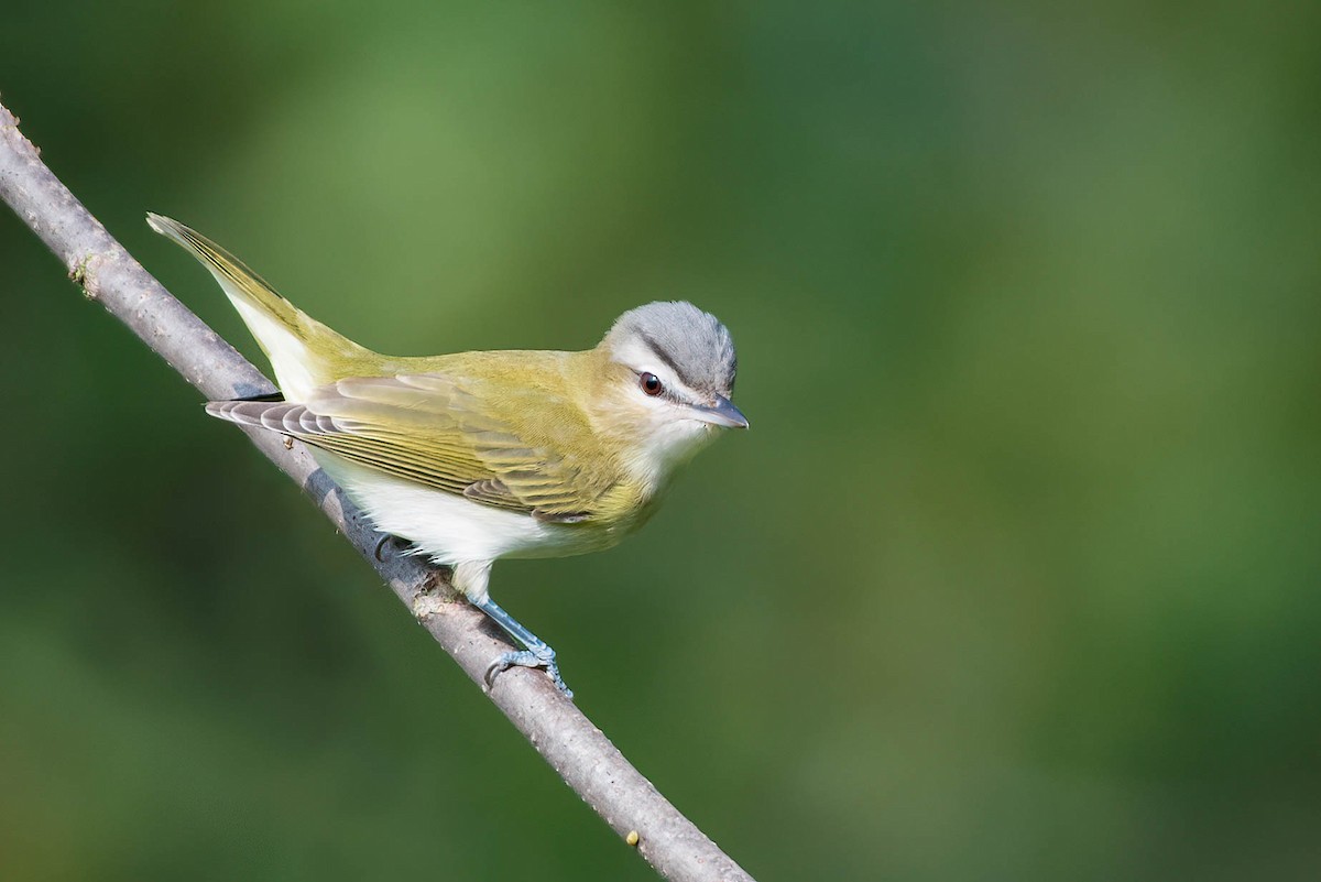 Red-eyed Vireo - Cassidy Ficker