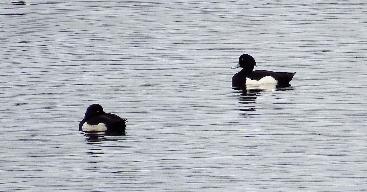 Tufted Duck - ML291944591