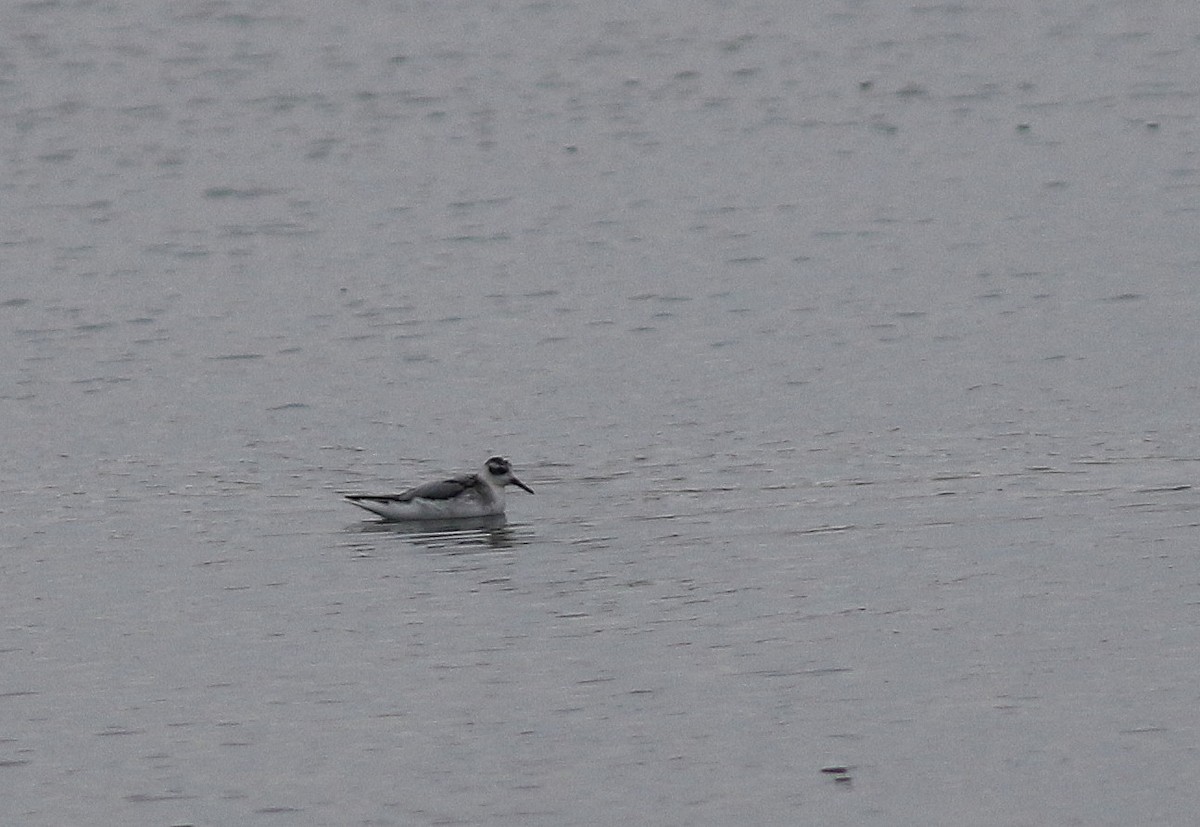 Red Phalarope - ML291947421