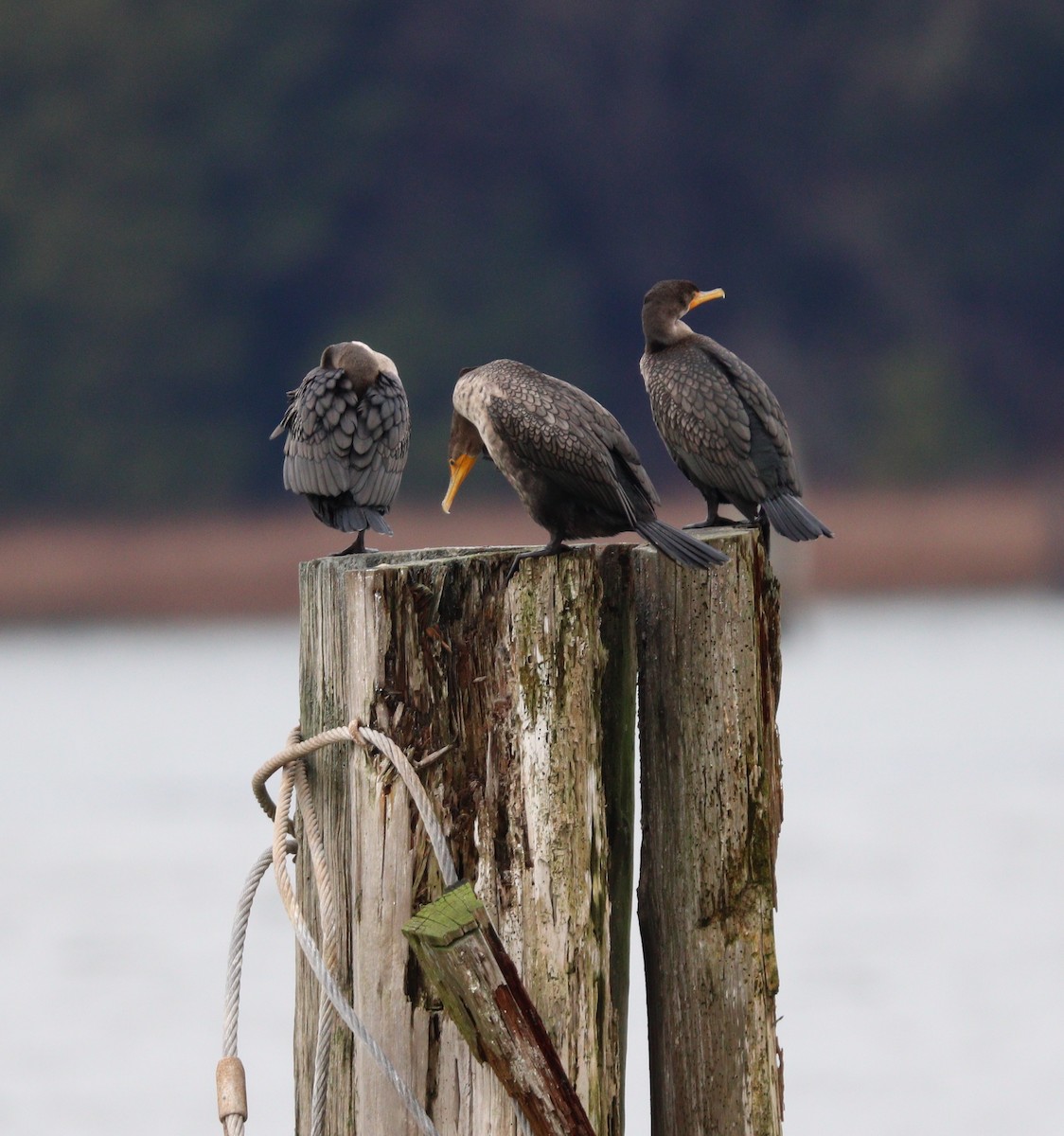 Double-crested Cormorant - Cam Walker