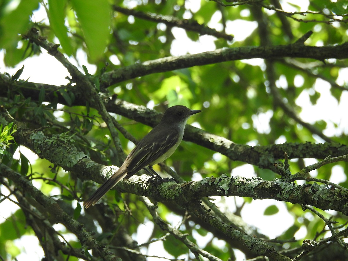 Swainson's Flycatcher - ML291951461