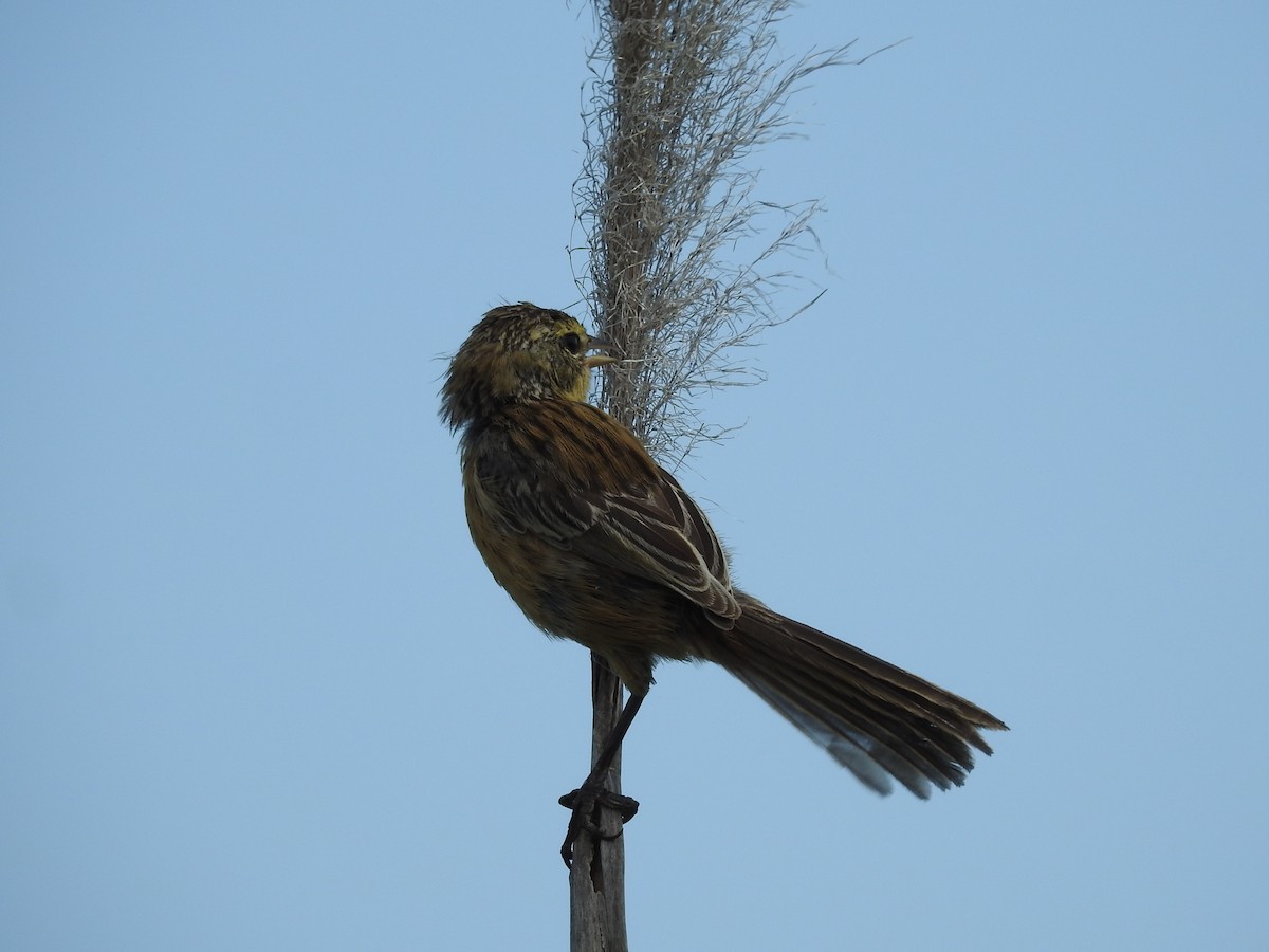 Long-tailed Reed Finch - ML291951701