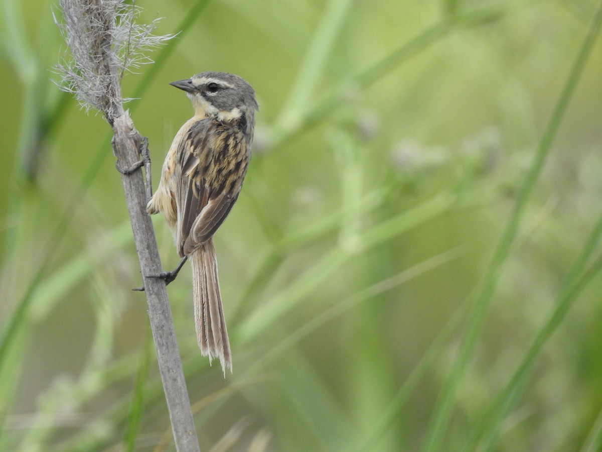 Long-tailed Reed Finch - ML291951751