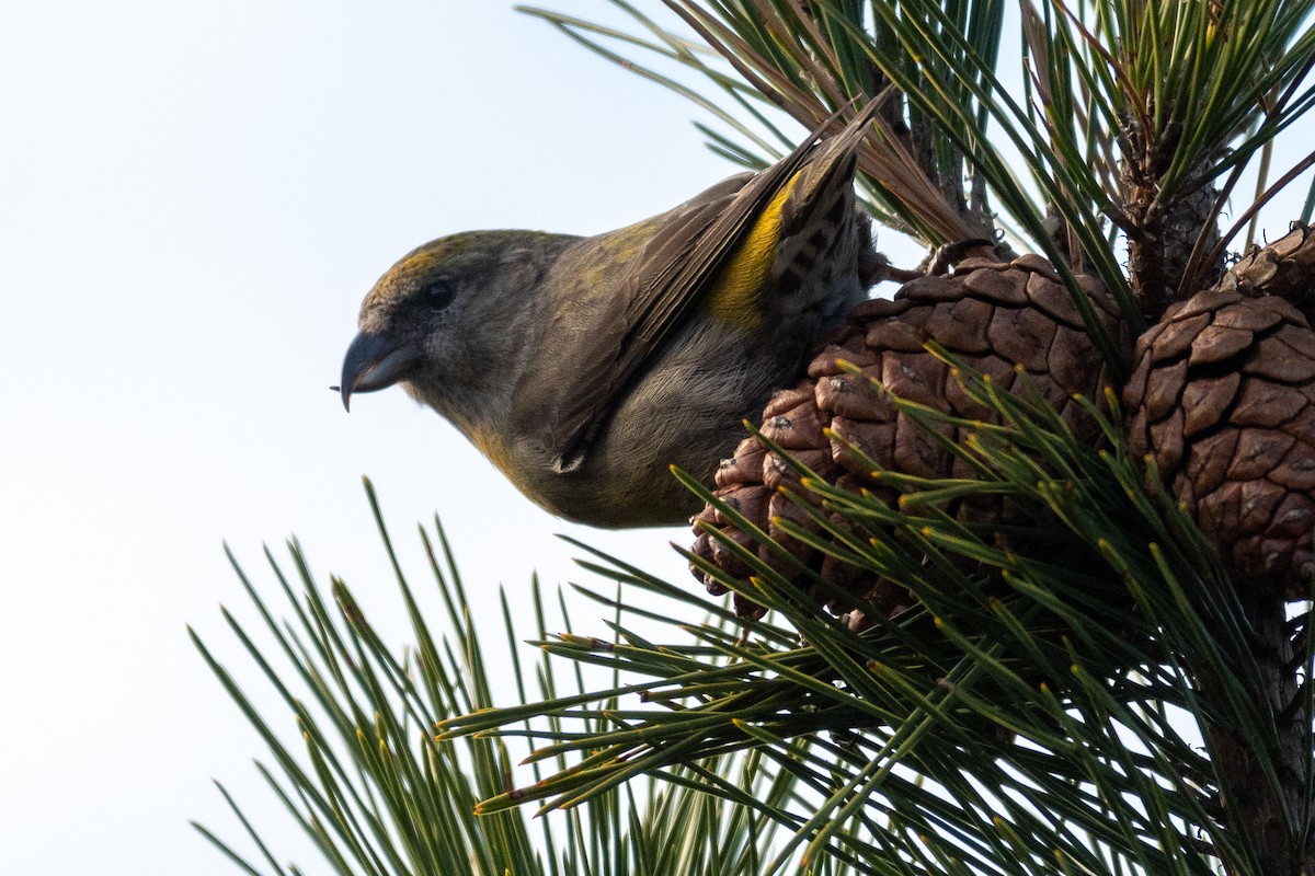 Red Crossbill - ML291954271