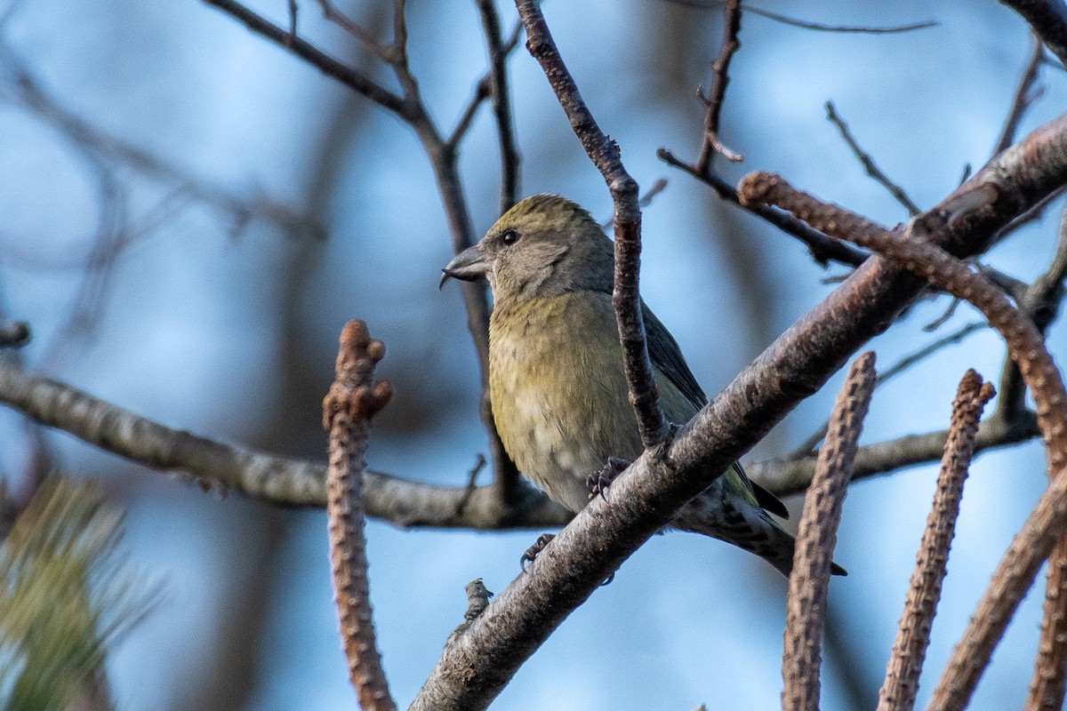 Red Crossbill - ML291954291