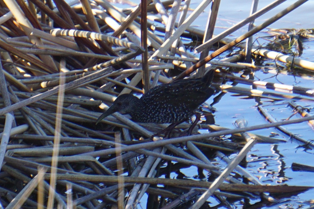 Spotted Rail - ML291954591