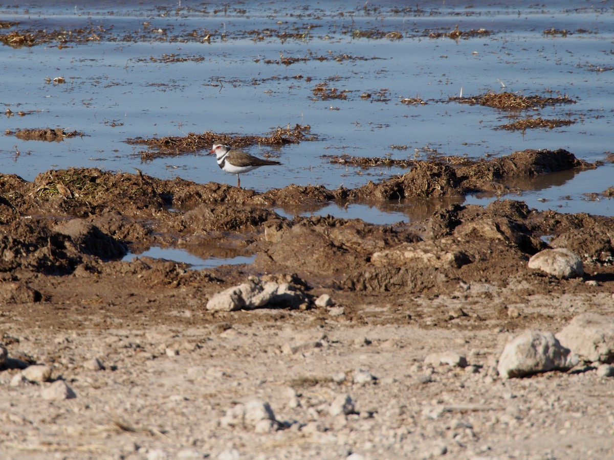 Three-banded Plover - ML291955651