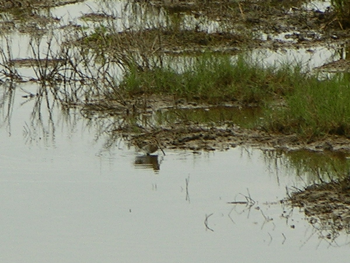 Wilson's Snipe - ML291955711