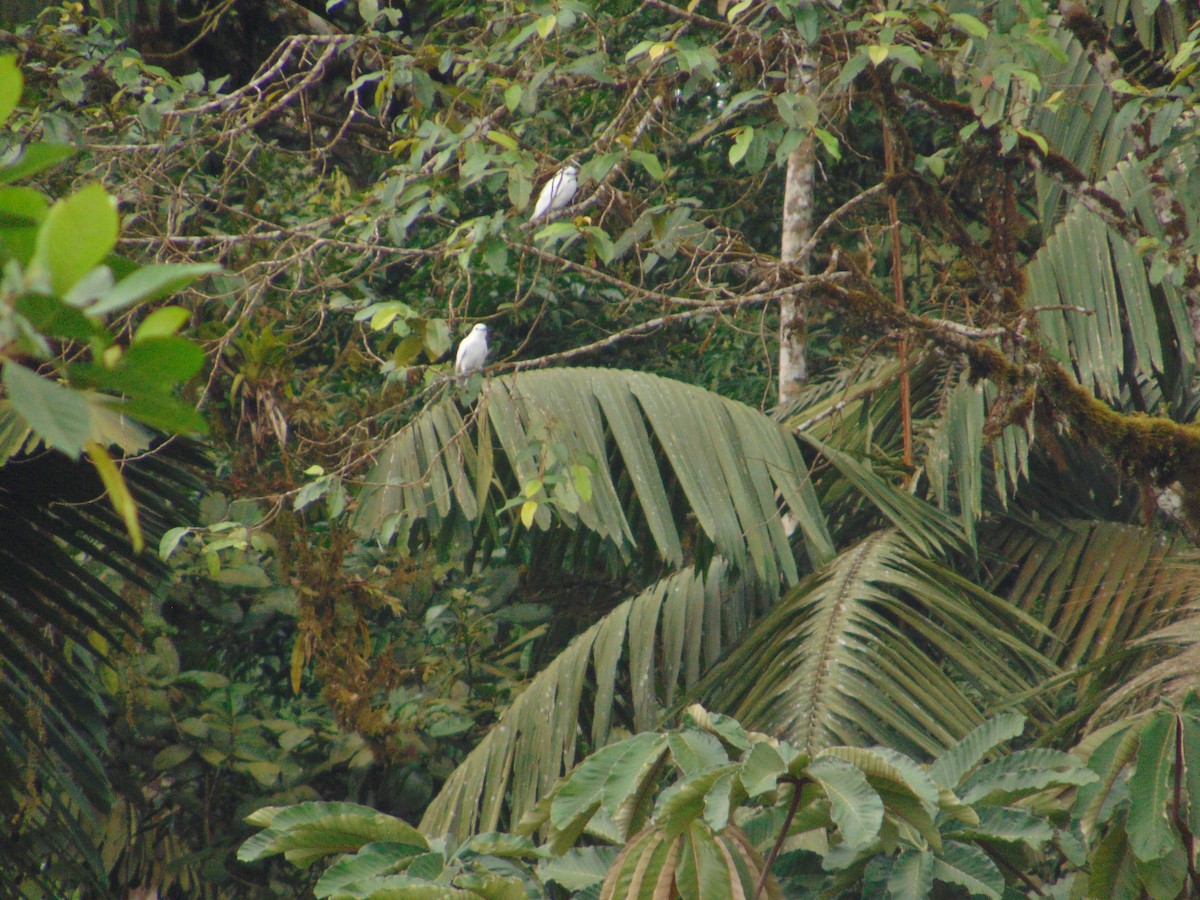 Cotinga blanc - ML291956671