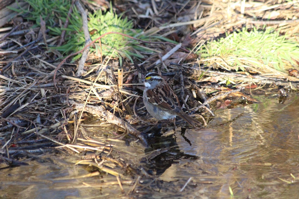 White-throated Sparrow - ML291957971