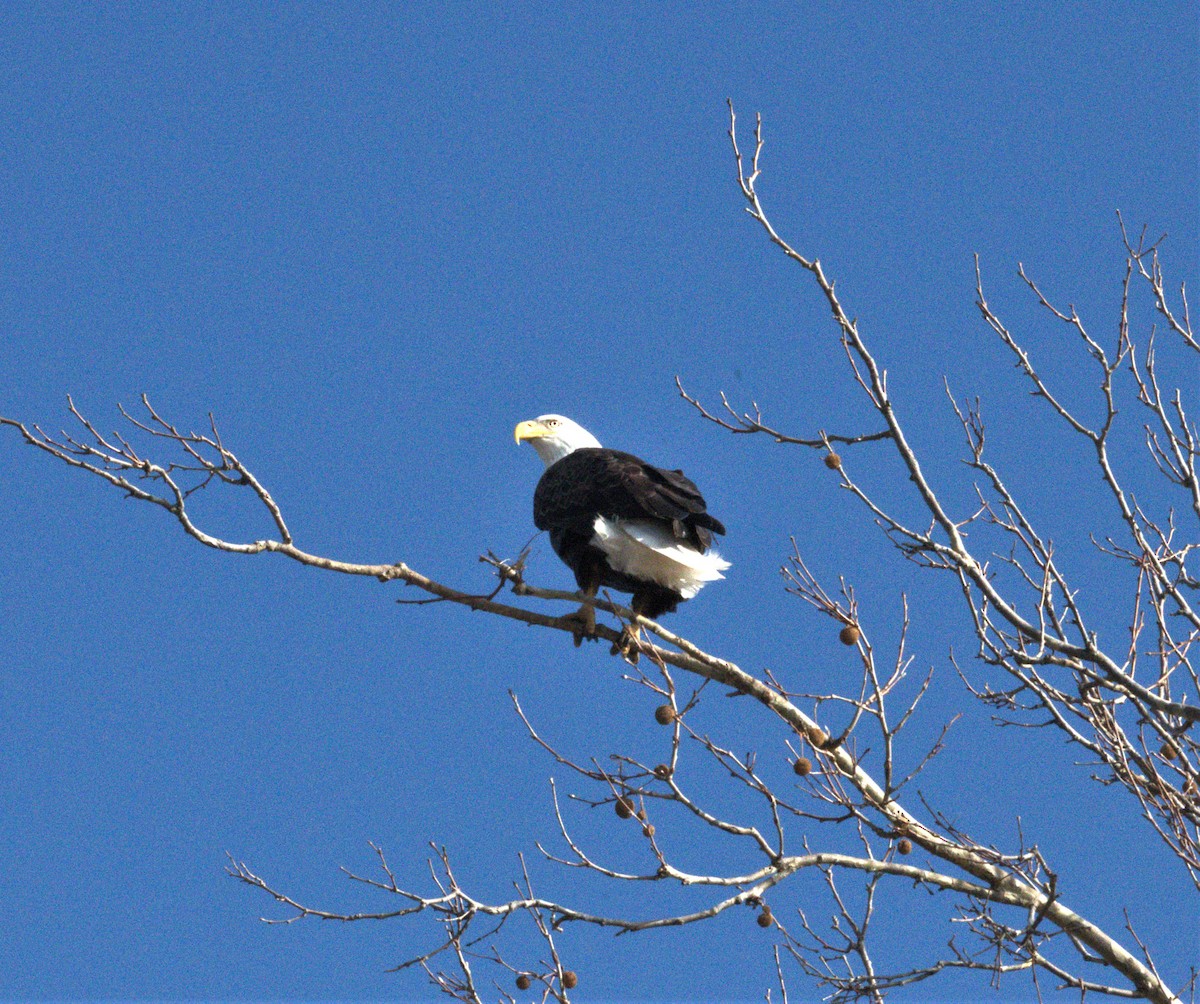 Bald Eagle - ML291958591