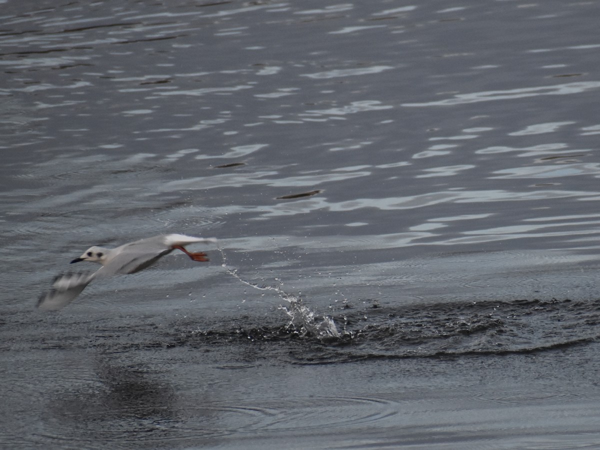 Bonaparte's Gull - Matt Knepley