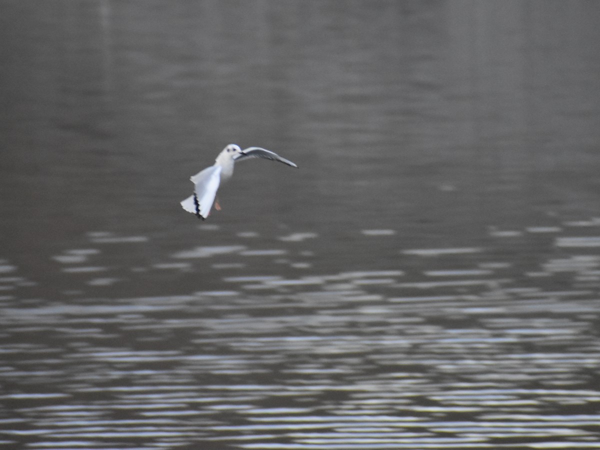 Bonaparte's Gull - Matt Knepley