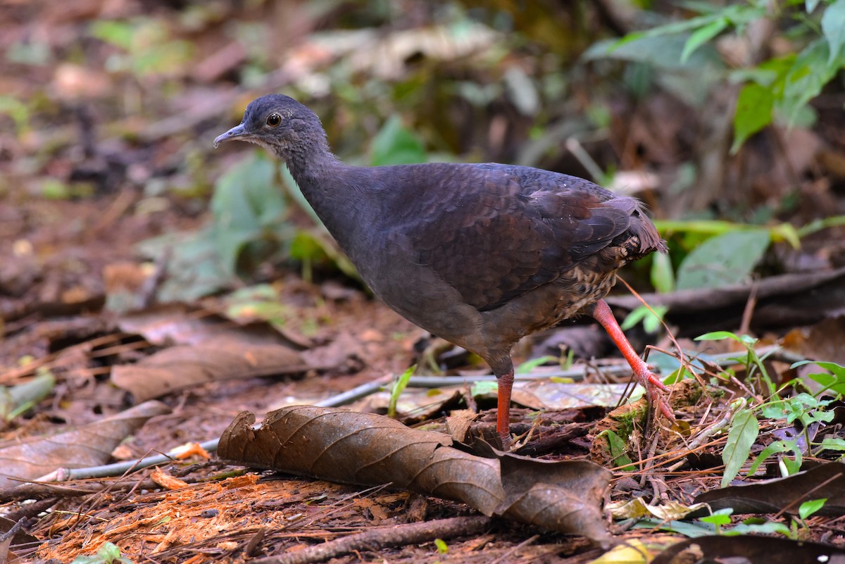 Slaty-breasted Tinamou - Patrice Babeux