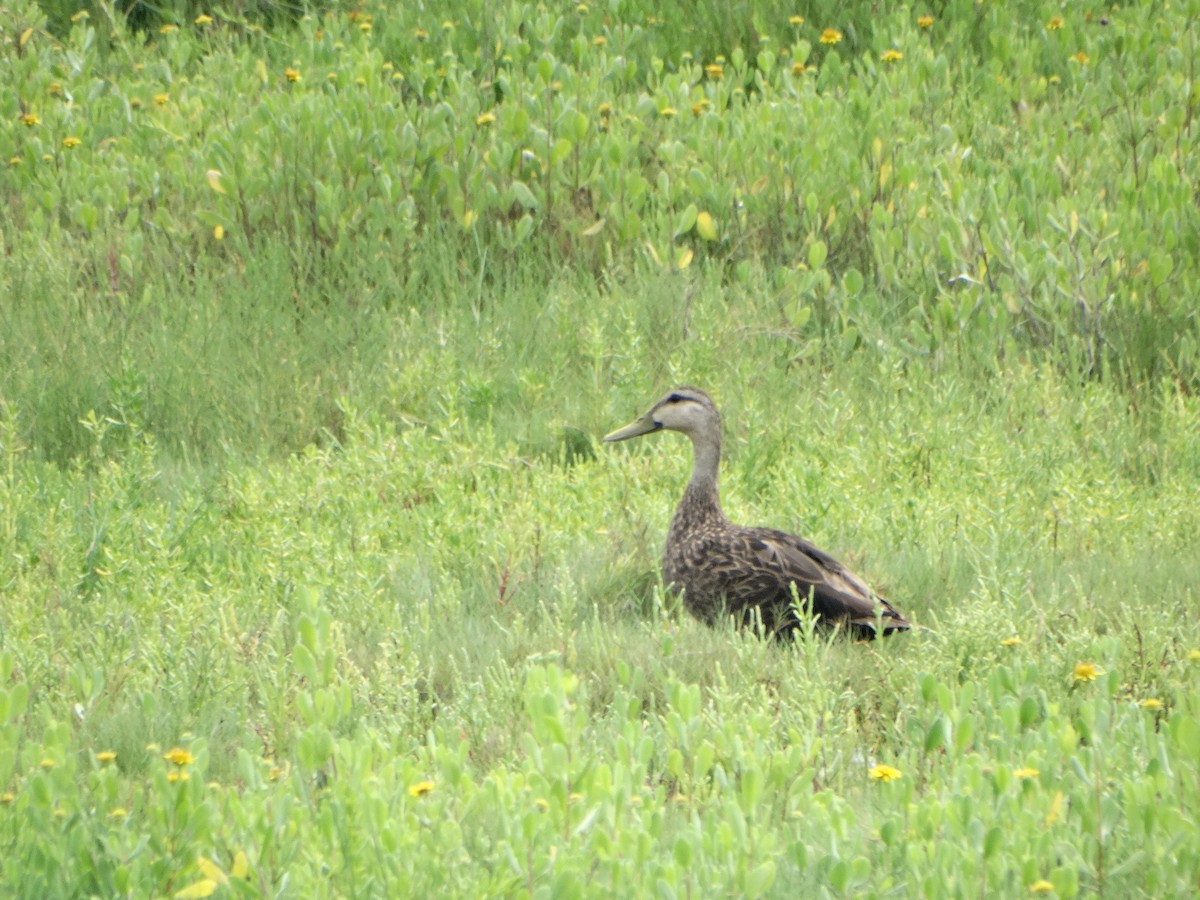 Mottled Duck - Marie Asscherick