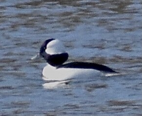 Bufflehead - ML291963321