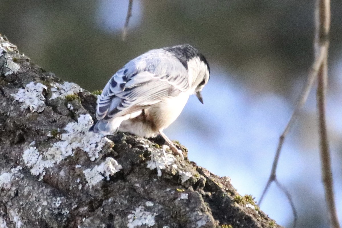 White-breasted Nuthatch - ML291964161