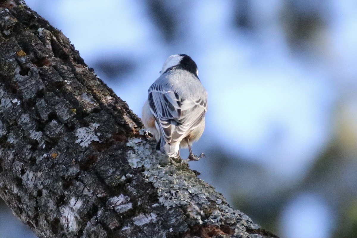 White-breasted Nuthatch - ML291964171
