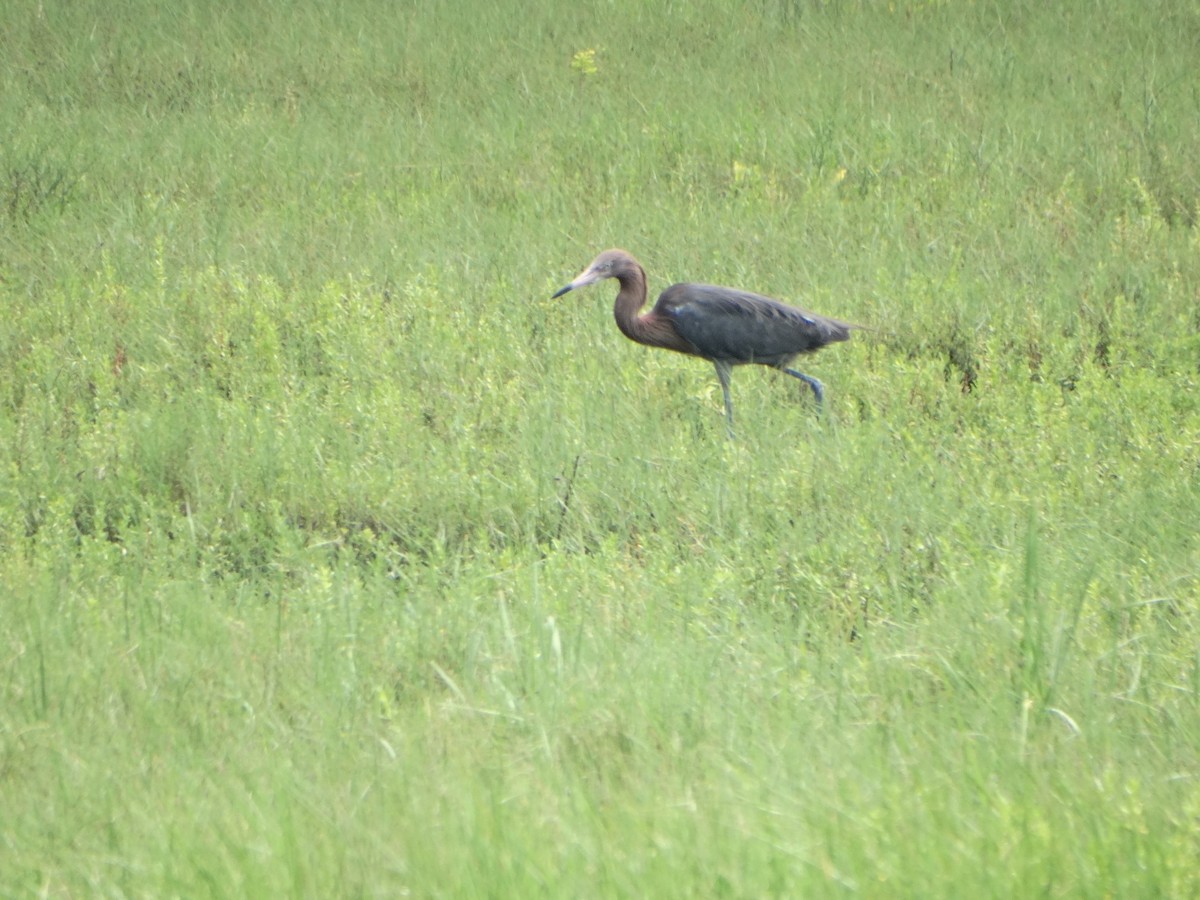 Reddish Egret - Marie Asscherick