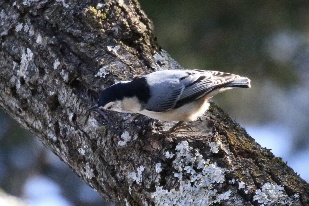 White-breasted Nuthatch - ML291964241