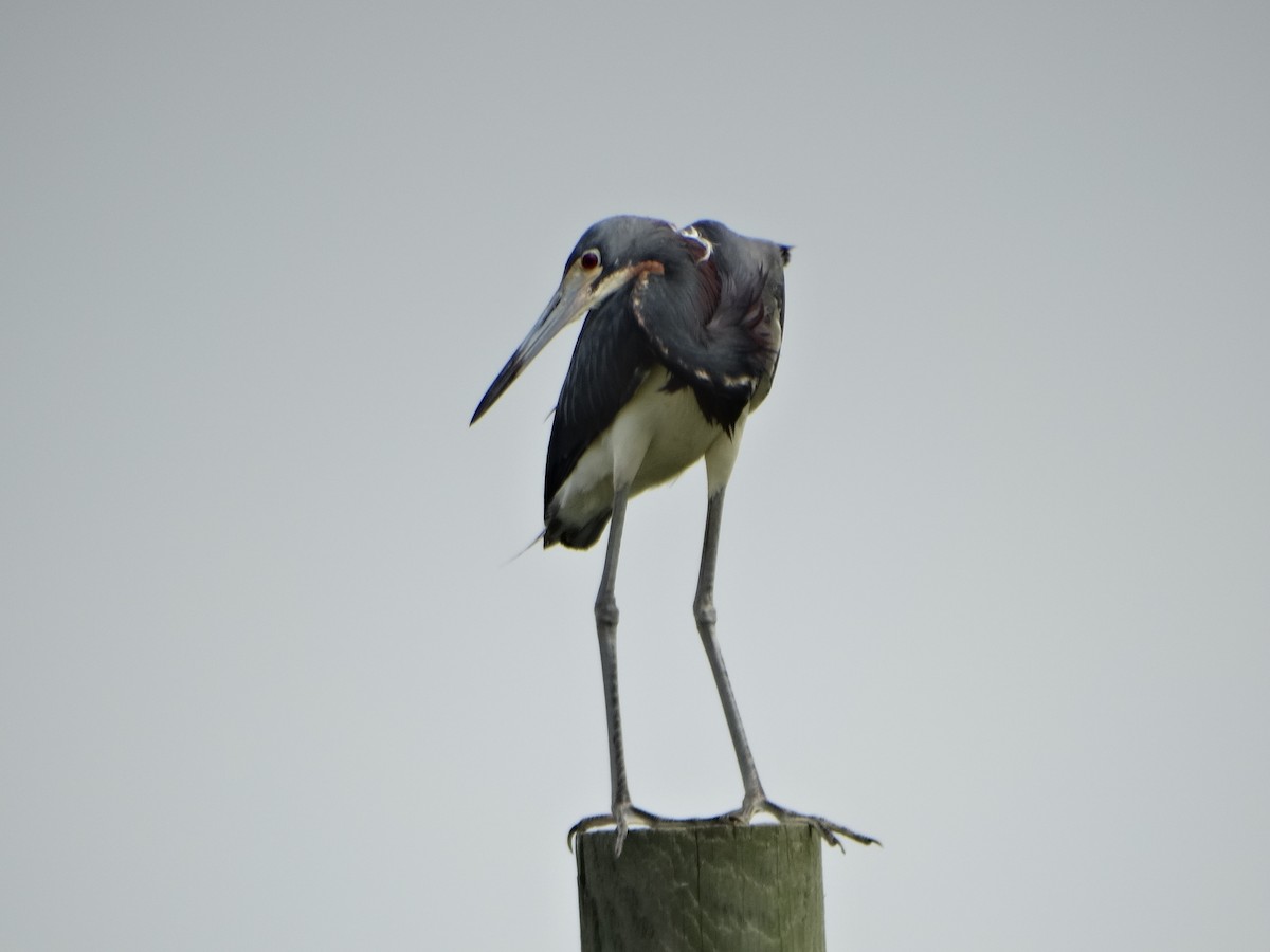 Tricolored Heron - ML29196451