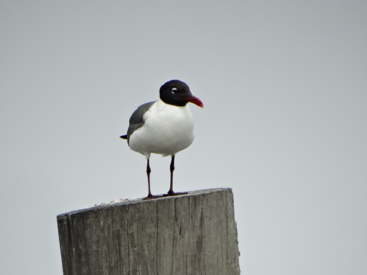 Gaviota Guanaguanare - ML29196481