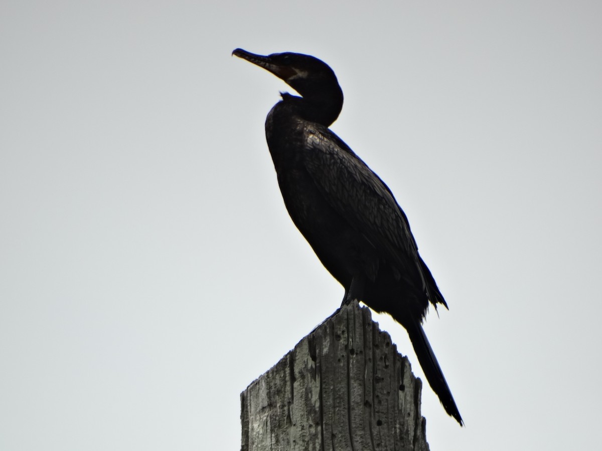 Neotropic Cormorant - ML29196681