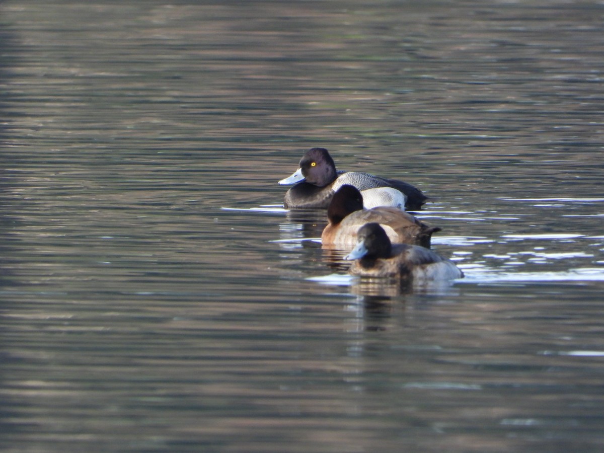 Lesser Scaup - ML291967191