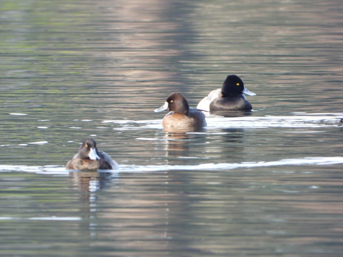 Lesser Scaup - ML291967201