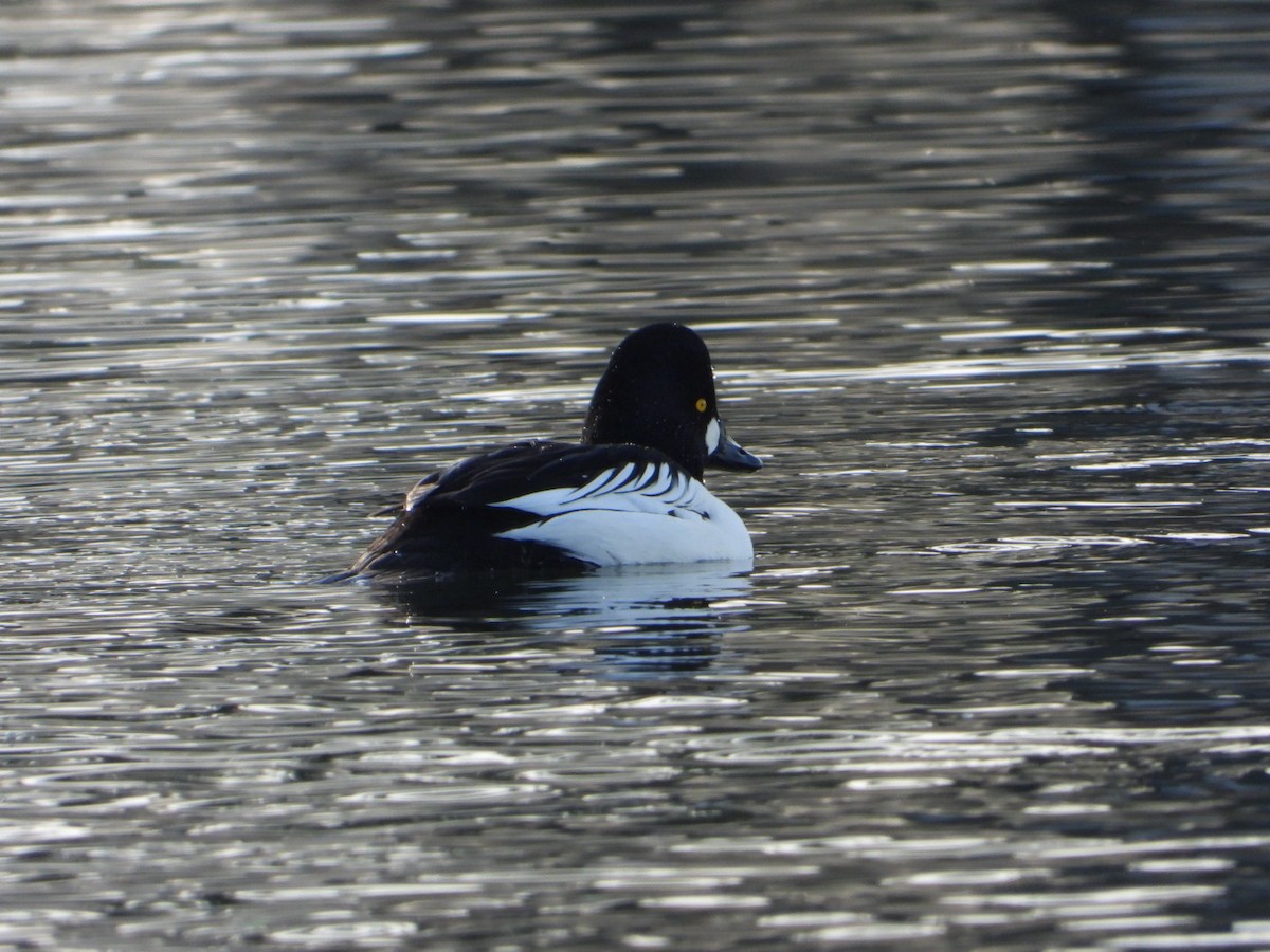 Common Goldeneye - Joe RouLaine