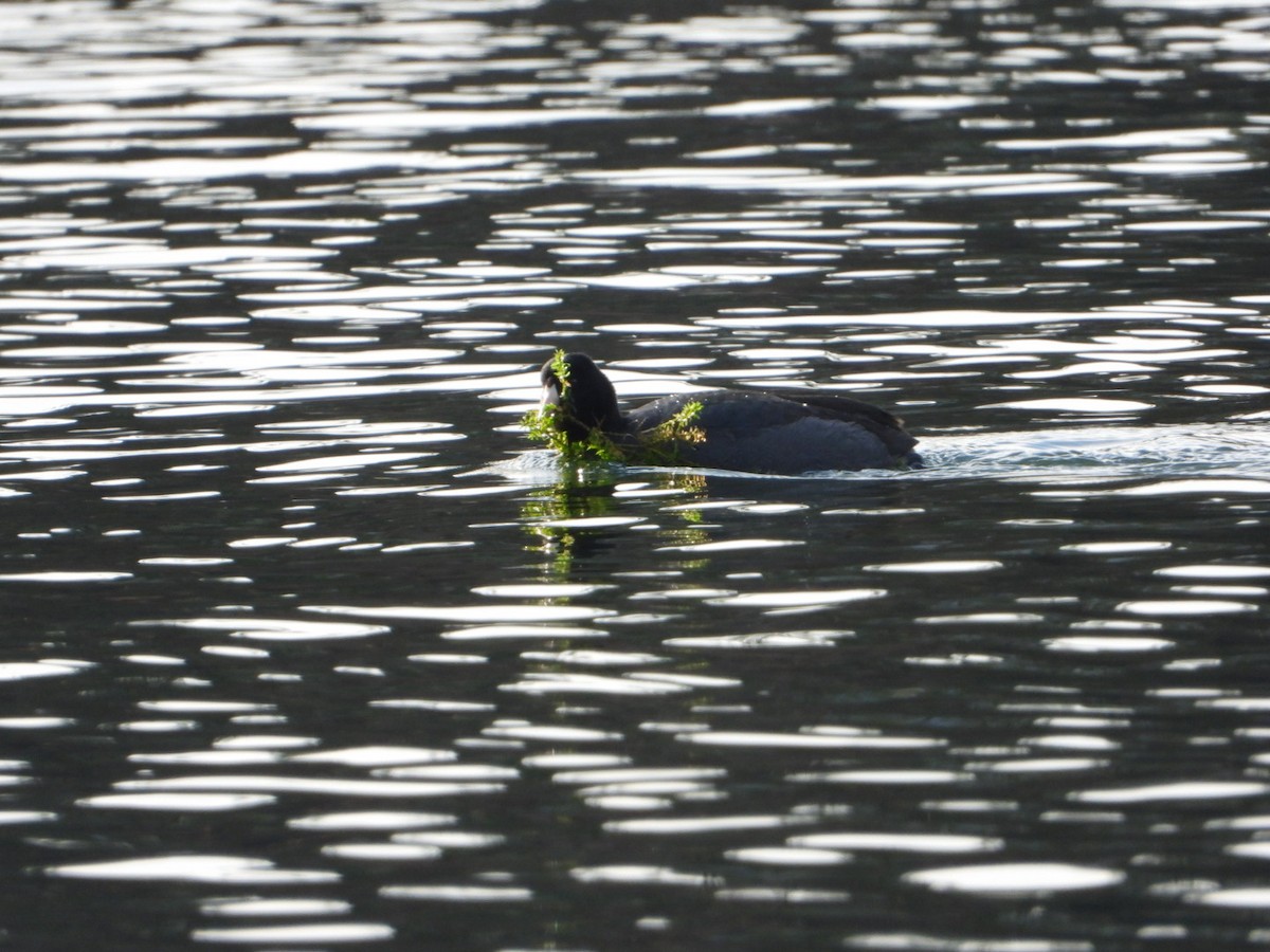 American Coot - ML291967451