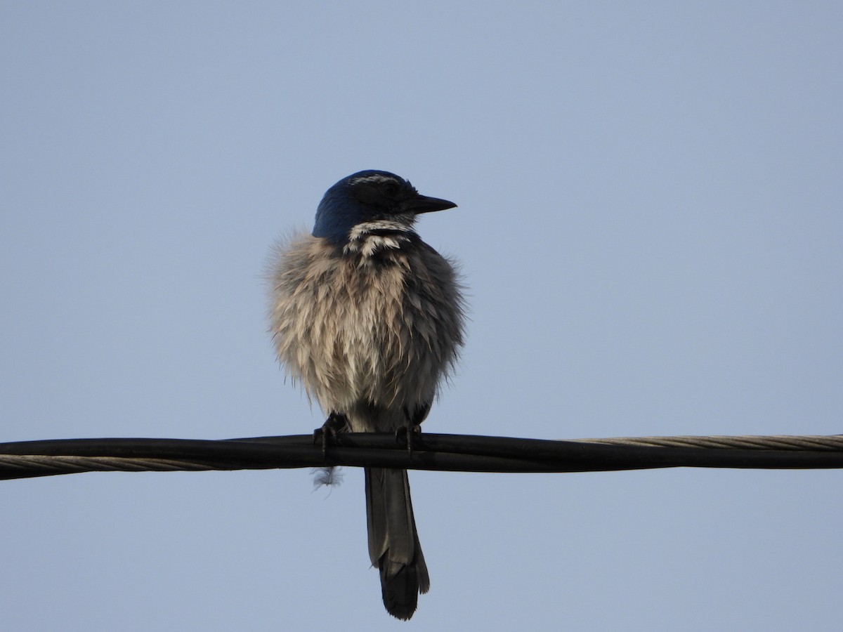 California Scrub-Jay - ML291967481