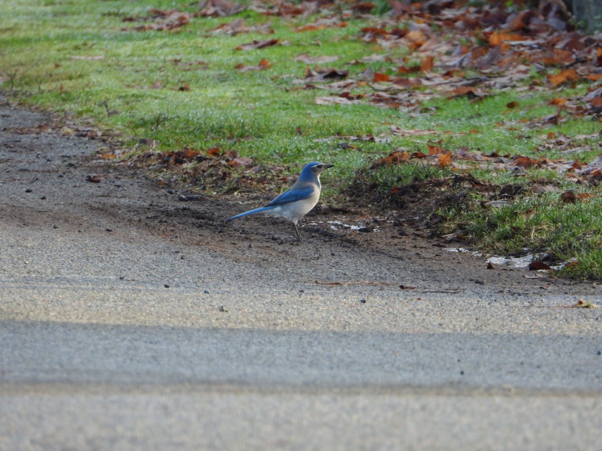 California Scrub-Jay - ML291967491