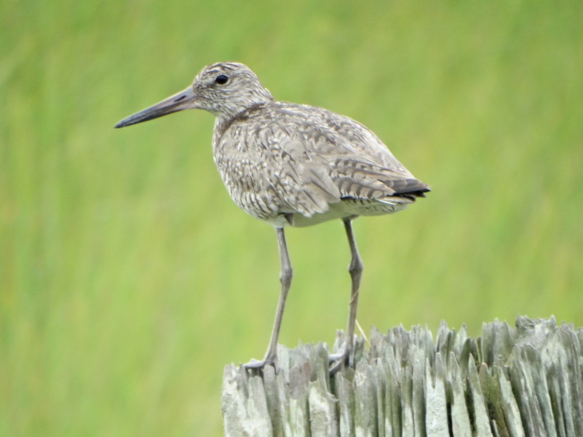 Willet - ML29196811