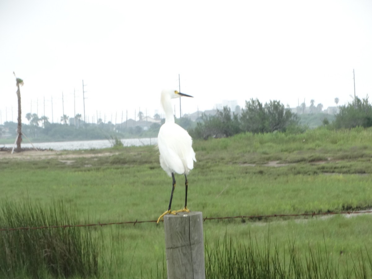 Snowy Egret - ML29196821