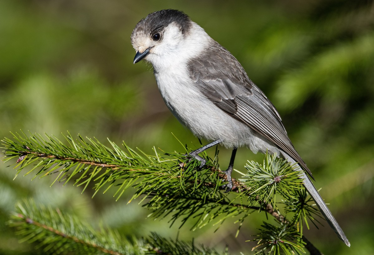 Canada Jay (Pacific) - ML291968311