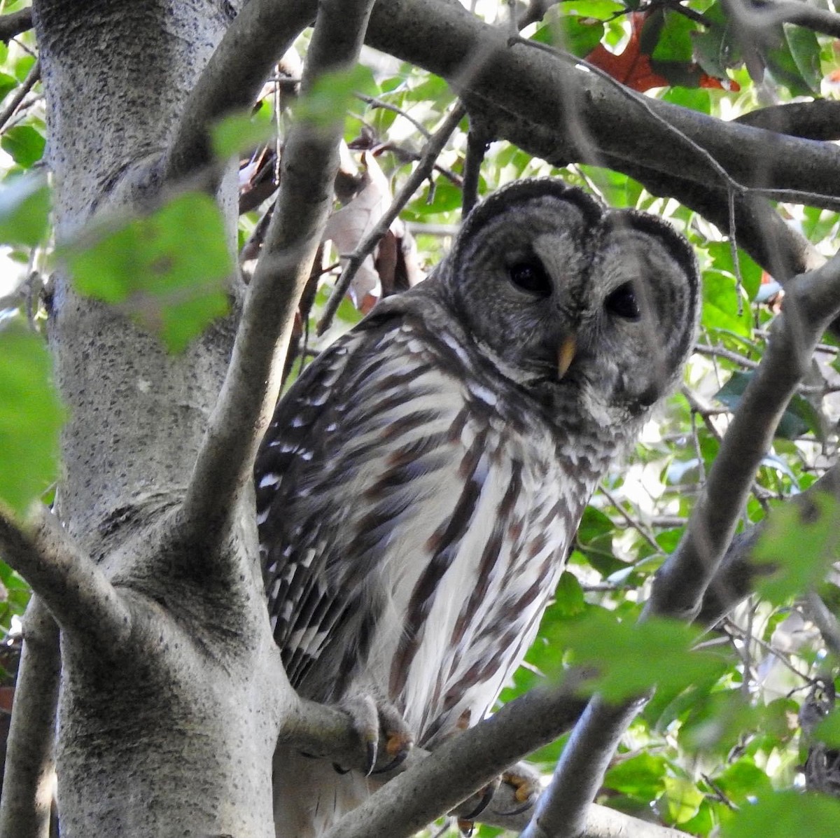 Barred Owl - ML291968971