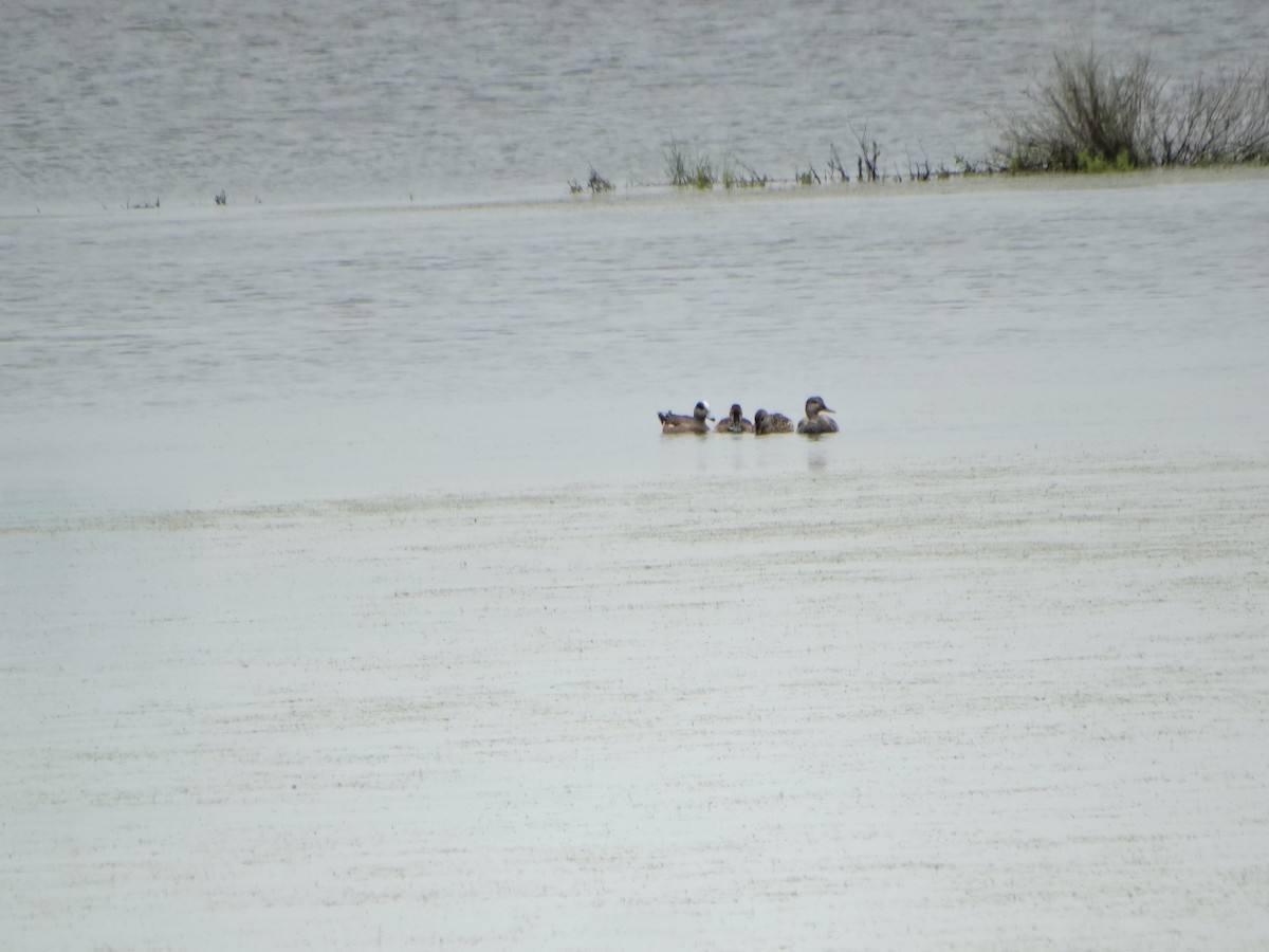 American Wigeon - ML29196911