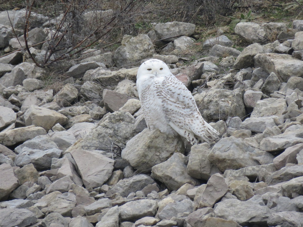 Snowy Owl - ML291969231