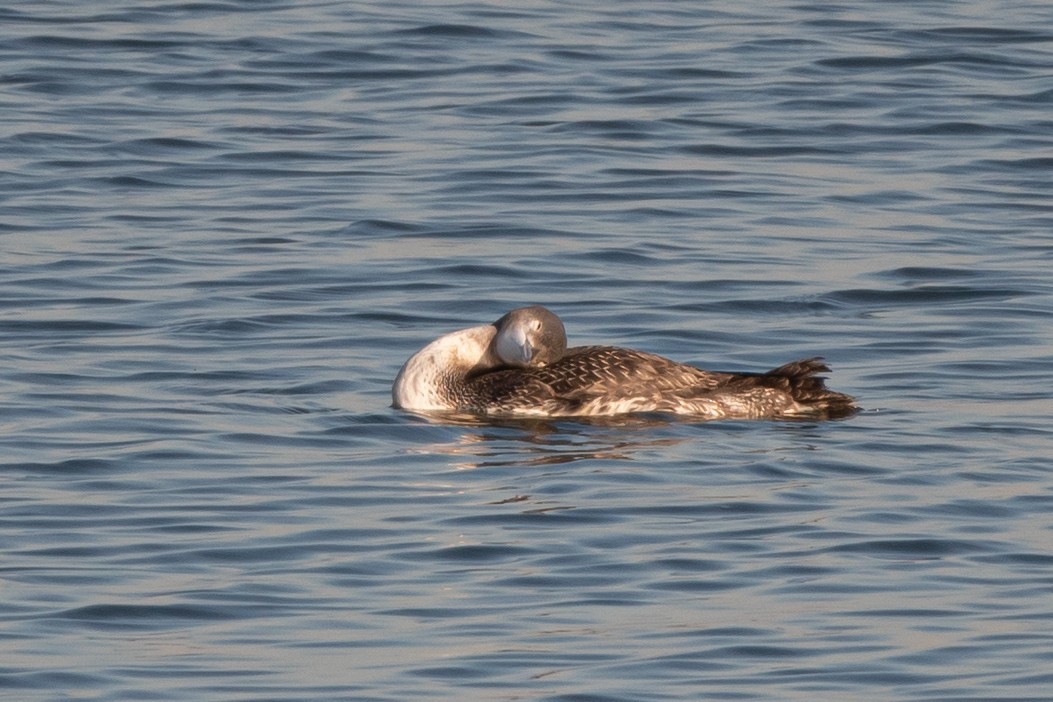 Red-throated Loon - ML291969671