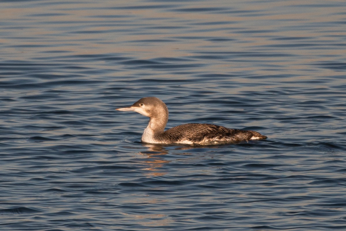 Red-throated Loon - ML291969681