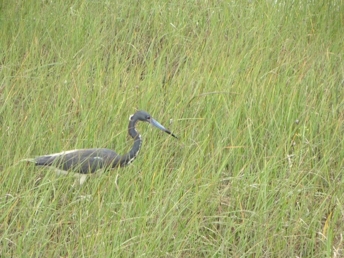 Tricolored Heron - ML29197041