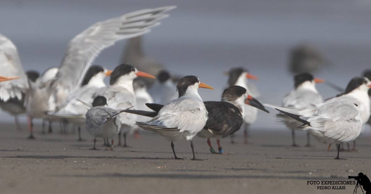 Black Skimmer - ML291970931