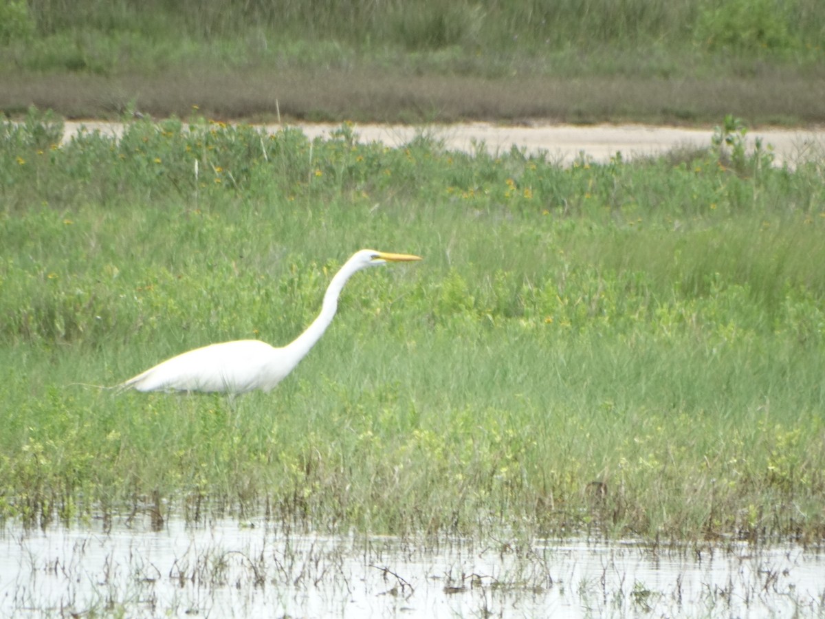 Great Egret - ML29197101