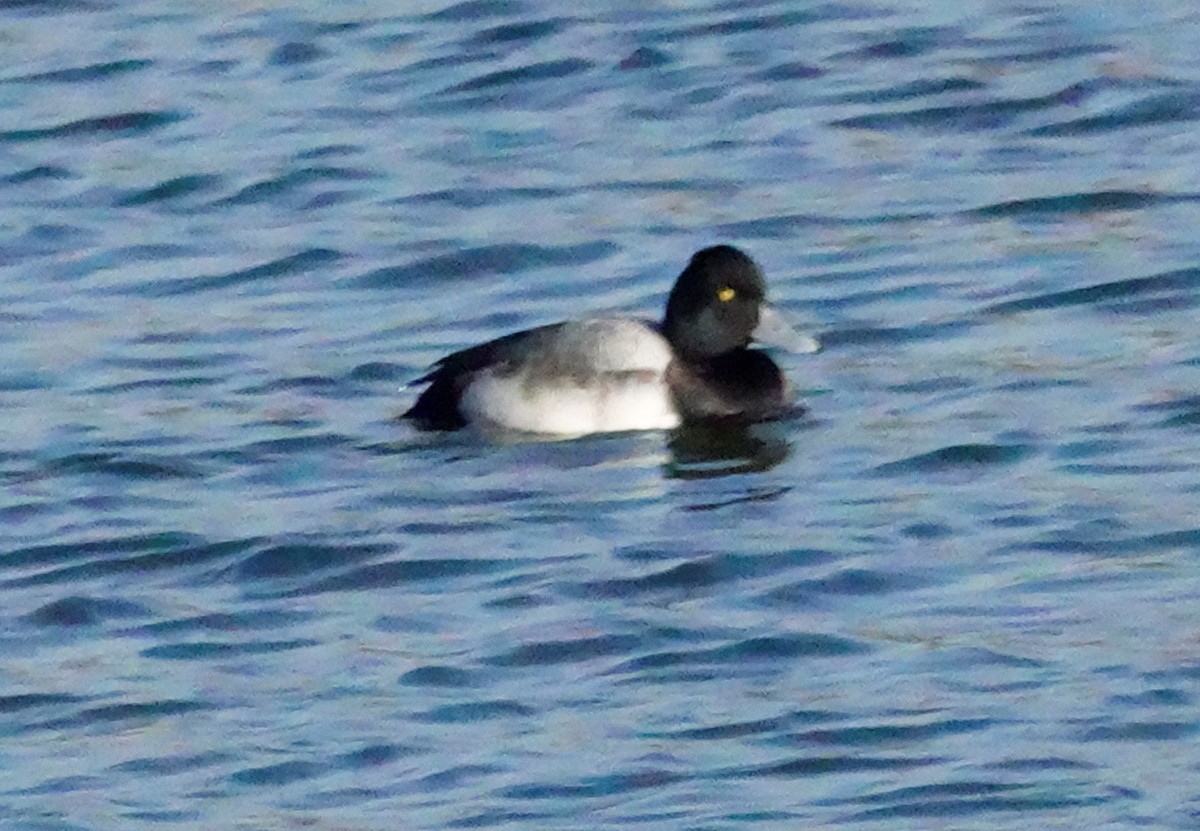 Lesser Scaup - ML291977621