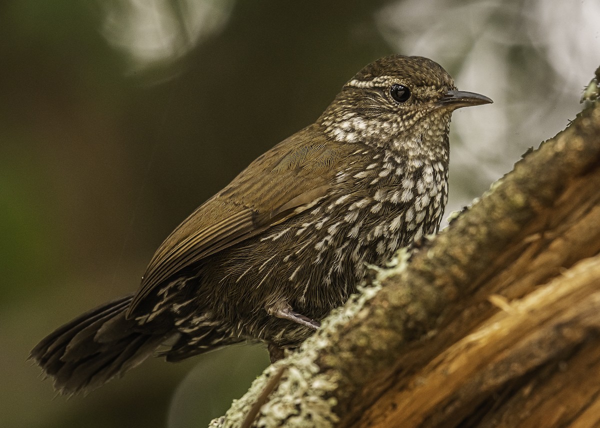 Sharp-tailed Streamcreeper - Amed Hernández