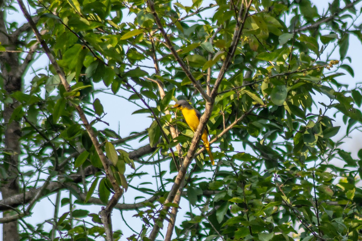 Minivet Naranja - ML291978481