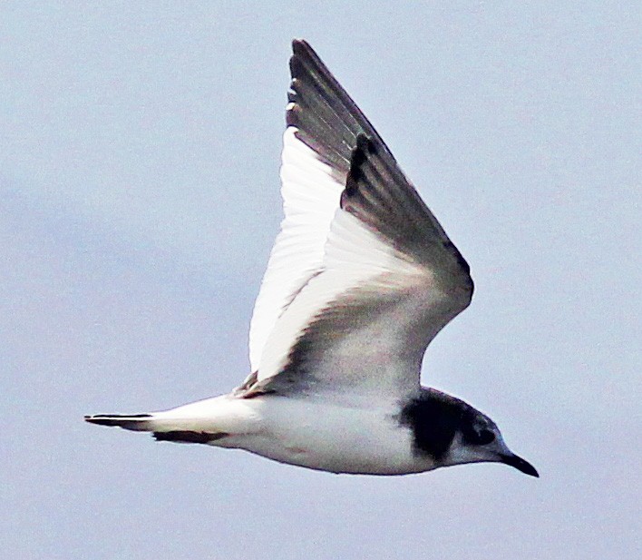 Sabine's Gull - ML291979571