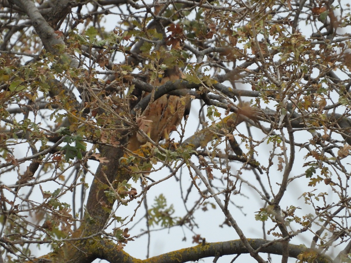 Red-tailed Hawk - ML291979661